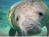 Great Manatee